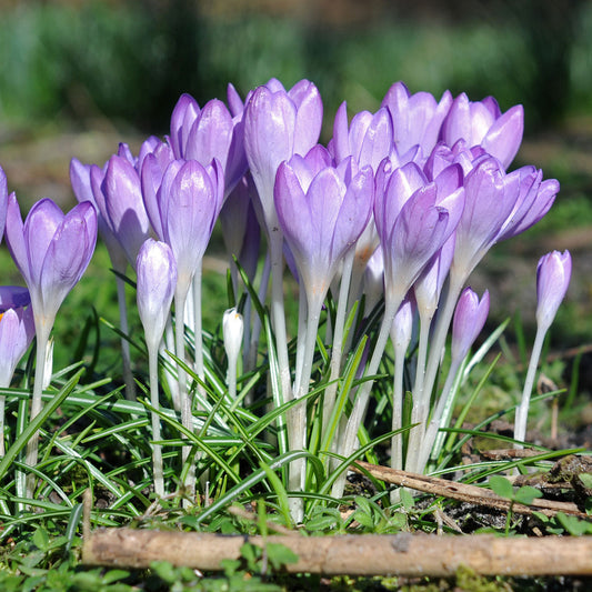 Crocus tommasinianus (Tommies)