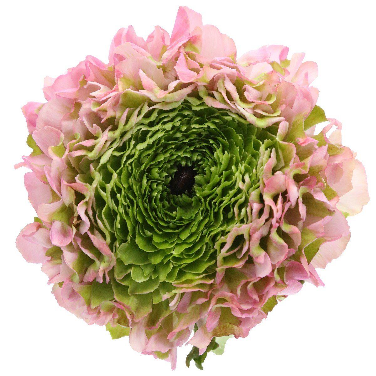 Ranunculus Pon Pon