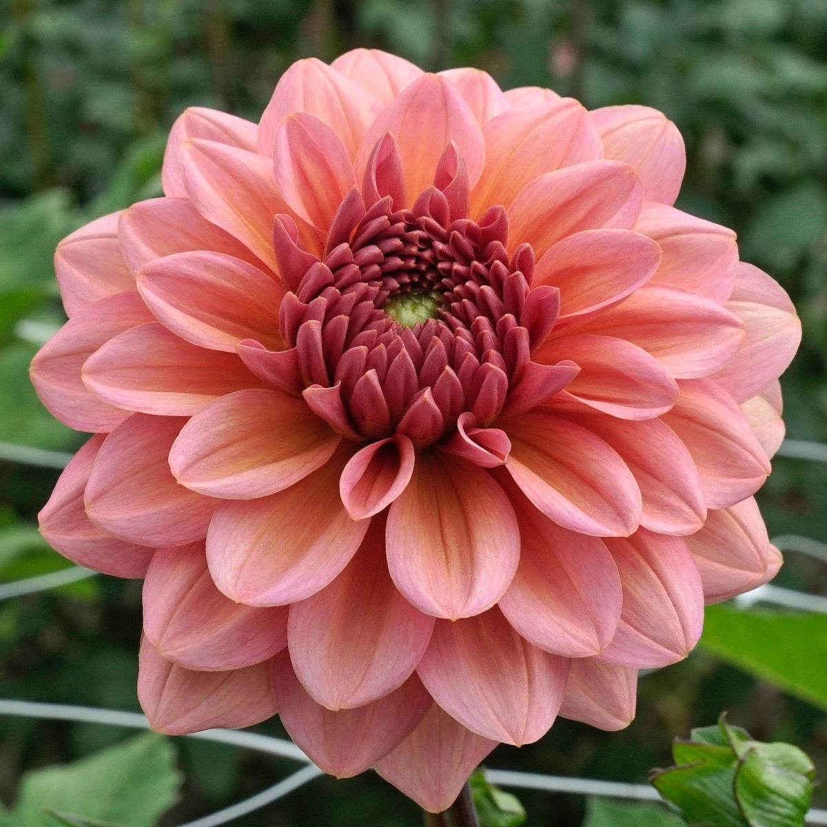Dahlia Salmon Runner