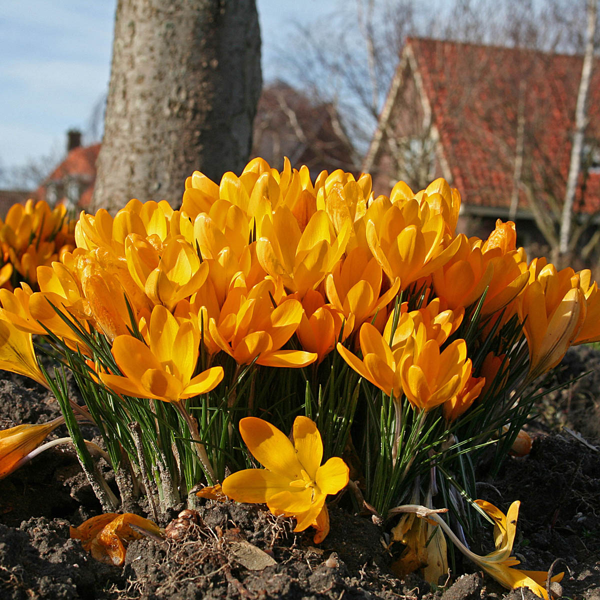 Crocus flavus Golden Yellow