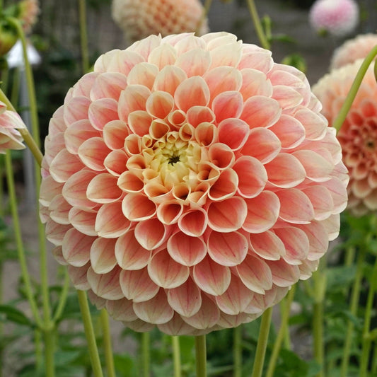 Dahlia Sweet Suzanne