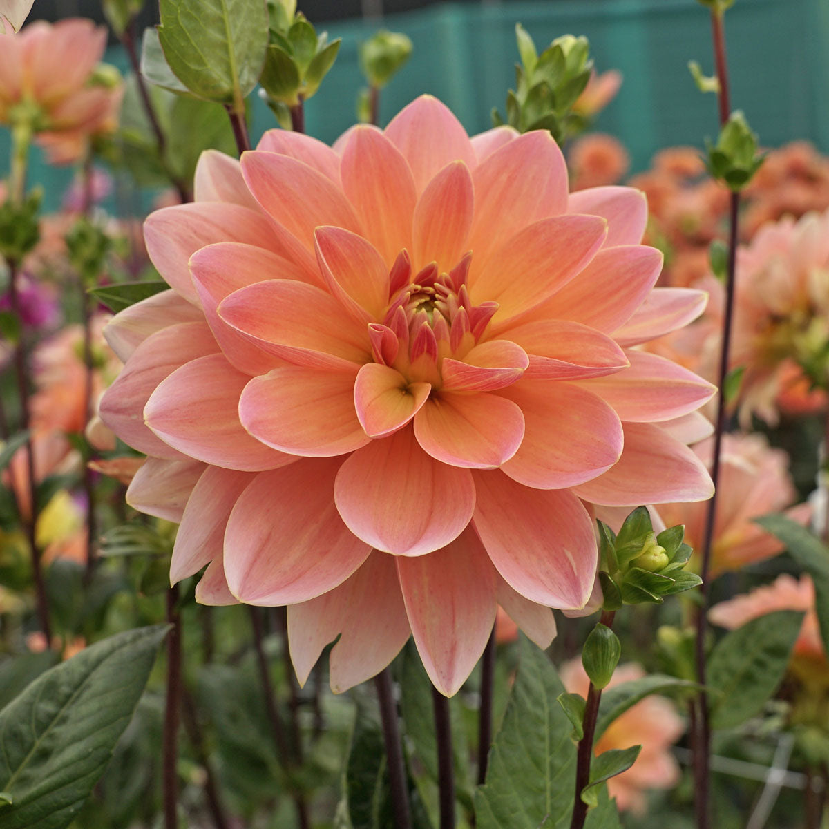 Dahlia Mister Frans