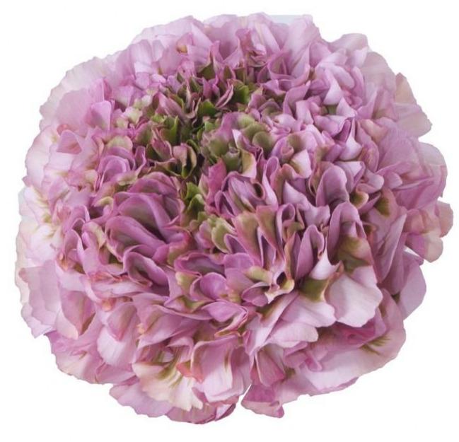 Ranunculus Pon Pon