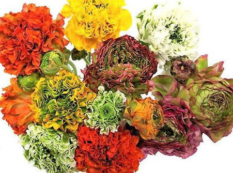 Ranunculus Pon Pon